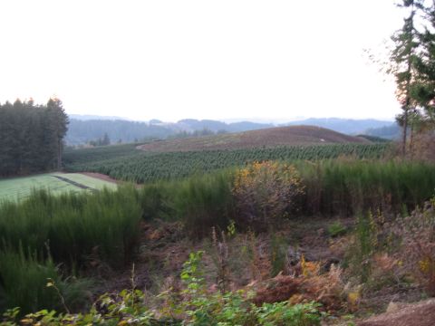 1996 Ford Probe - A vast landscape unfolds with cultivated fields and dense forests stretching across rolling hills under a pale sky.