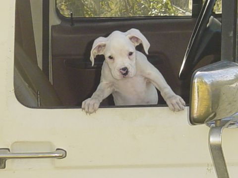 1989 Ford Bronco - A white puppy is looking out of the open window of a vehicle.