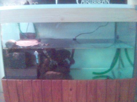1994 Ford Probe - An aquarium with a wooden base is shown, with the word "CARIBBEAN" visible above the tank.