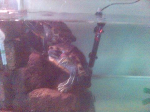 1994 Ford Probe - A turtle is visible in its aquarium, with a heater and rocks present.