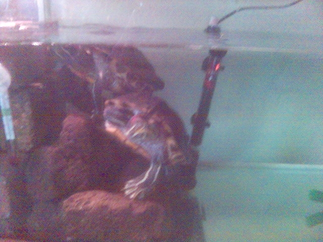 Turtle in aquarium with heater and rocks