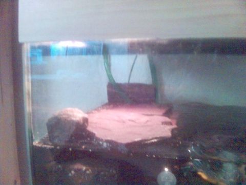 1994 Ford Probe - Interior view of an aquarium setup, a basking area for a turtle.