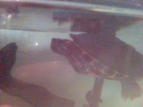 1994 Ford Probe - A turtle is visible swimming underwater in this photo, which includes a Supermotors.net logo.