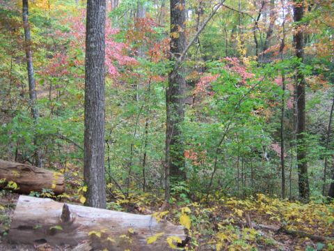 1985 Ford LTD Crown Victoria - Autumn foliage colors the trees in a forest setting with fallen logs on the ground.