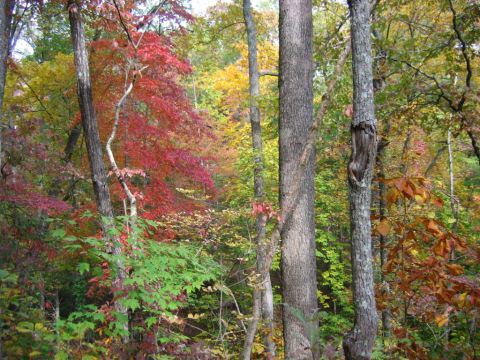 1985 Ford LTD Crown Victoria - Autumn colors are vibrant in this forest scene with a variety of trees.