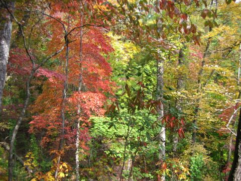 1985 Ford LTD Crown Victoria - Autumn foliage displays vibrant colors in a dense forest setting.