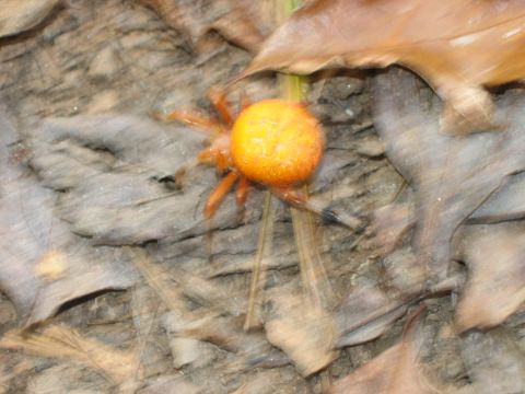 1985 Ford LTD Crown Victoria - A small, bright orange spider is captured in motion on a bed of leaves and bark.