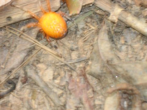 1985 Ford LTD Crown Victoria - An orange mite is visible on the ground amidst dry leaves and twigs.