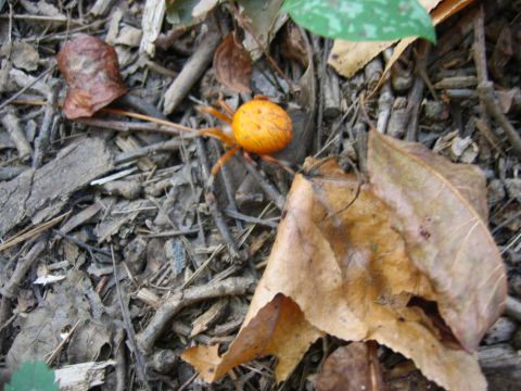 1985 Ford LTD Crown Victoria - An orange spider is visible on the ground amidst fallen leaves and twigs.
