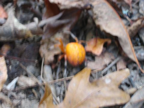 1985 Ford LTD Crown Victoria - An orange crab spider is camouflaged amongst fallen leaves on the forest floor.