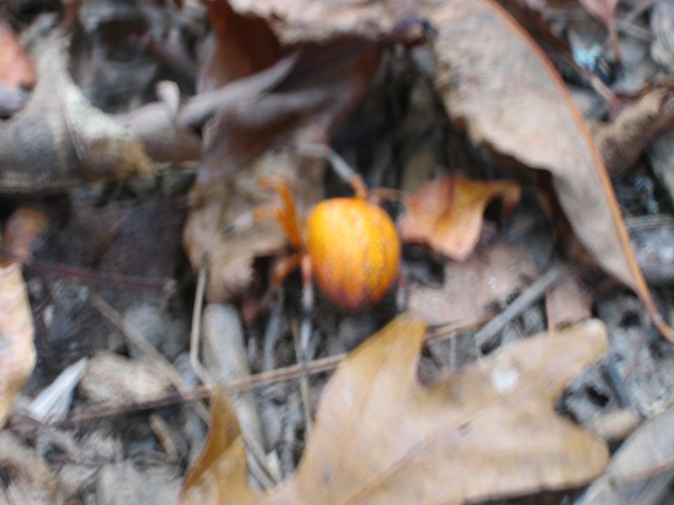 Orange crab spider on dry leaves and twigs