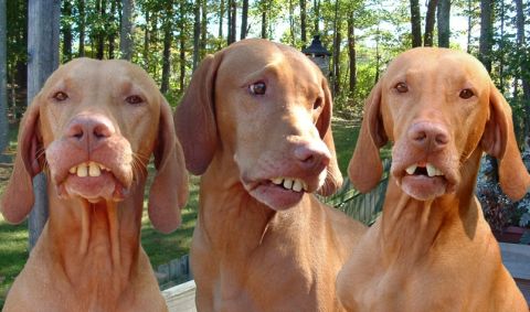 1989 Ford Bronco - Three dogs appear to be smiling with their teeth showing in this outdoor photo.