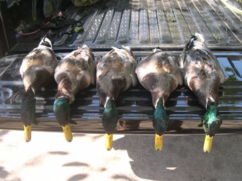 1992 Ford Bronco - A hunter's haul of five ducks is displayed on the tailgate of a pickup truck.