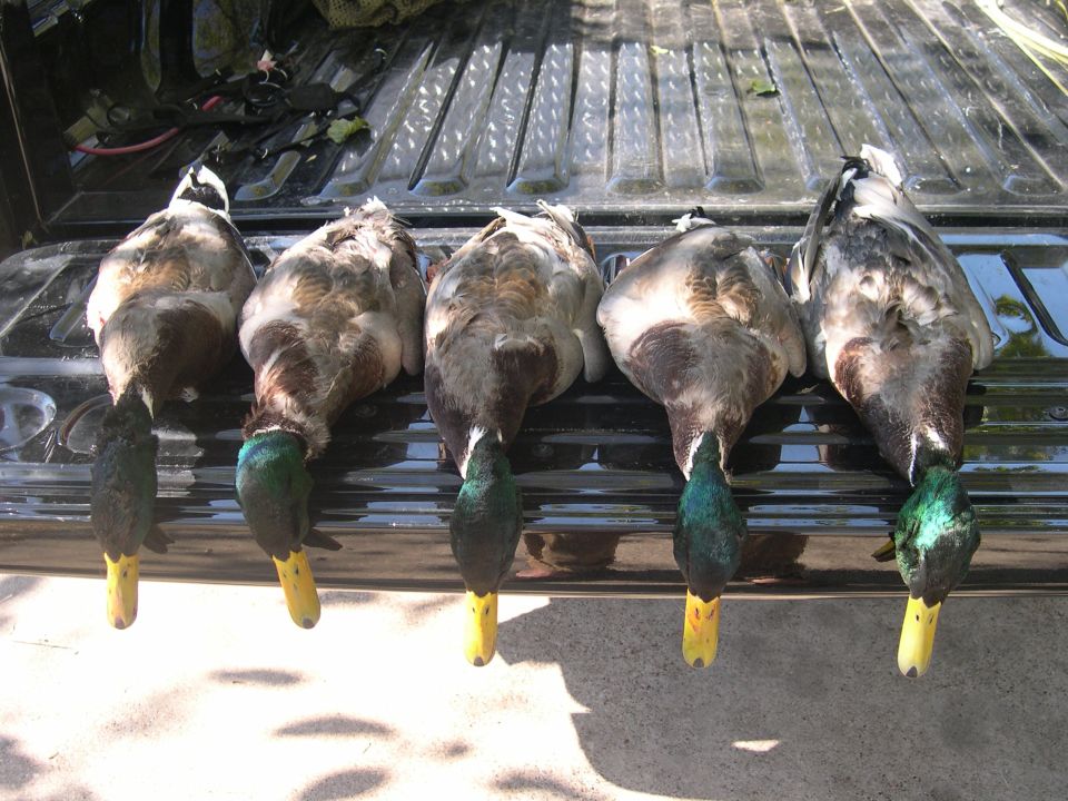 Five dead ducks with yellow legs and green heads lie on a truck bed