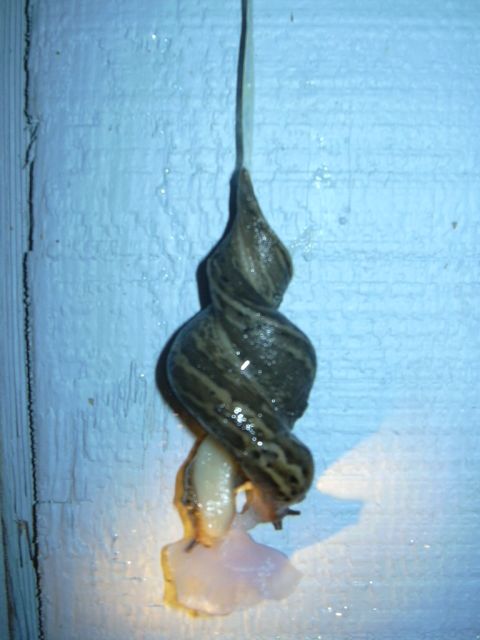 1997 Ford Probe - Two slugs are mating and hanging from a string on a blue wall.