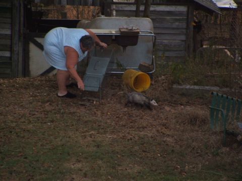 1966 Ford Ranchero - Woman sets a trap for an opossum in a grassy yard with a large plastic tank in the background.