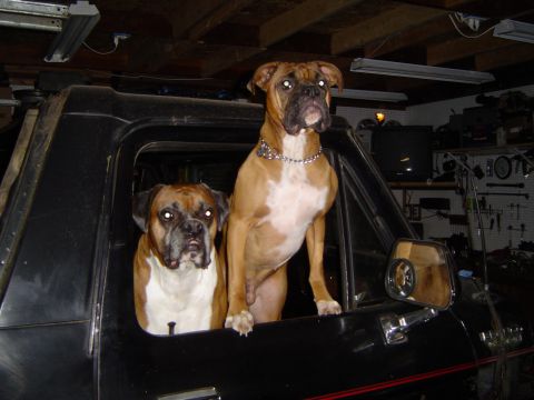 1989 Ford Bronco - Two boxer dogs are looking out of the windows of a black truck parked in a garage.