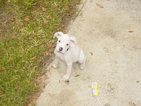 1989 Ford Bronco - A white puppy sits on a concrete path, looking up expectantly.