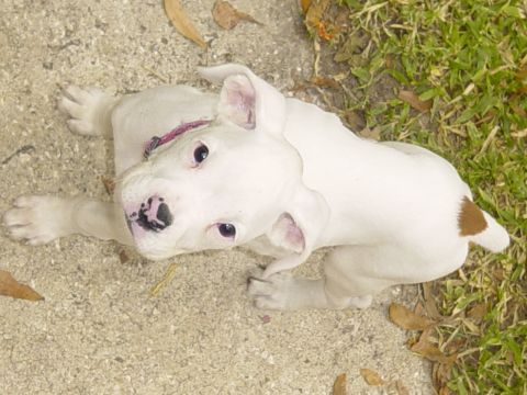 1989 Ford Bronco - A white puppy with distinctive black markings on its nose rests on a concrete surface near grass.