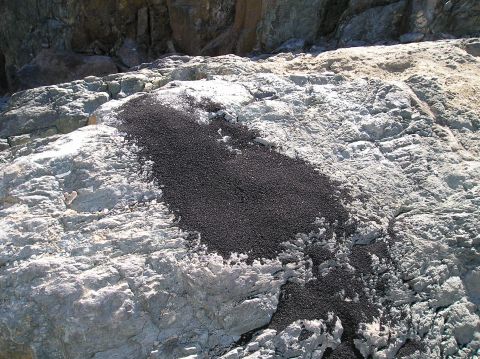 1993 Ford Bronco - A close-up view of a pile of black granular material spread across a rocky surface.