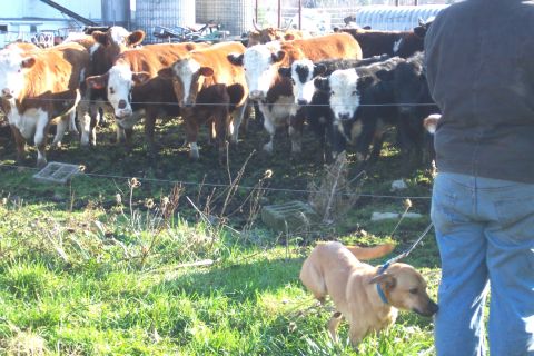1978 Ford Bronco - A herd of Hereford and black cattle stands behind a wire fence on a farm while a person in jeans holds a yellow dog on a blue leash in the…