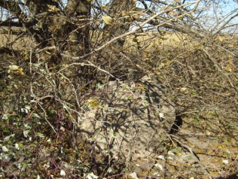 1992 Ford Bronco - A natural scene with a large rock partially obscured by dense branches and foliage.