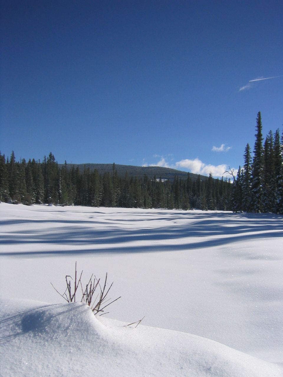 Snowy field with shadows from trees under a bright blue sky