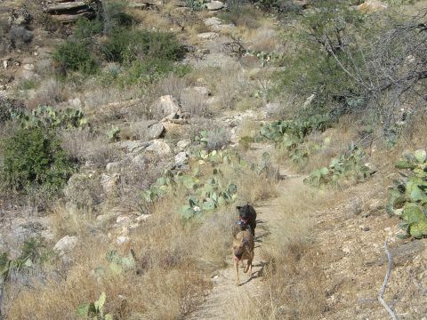 1996 Ford Probe - Two dogs are captured in motion as they run down a path in a dry, arid environment dotted with cacti and sparse vegetation.