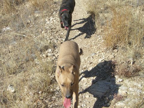 1996 Ford Probe - Two dogs are walking on a dirt path in a dry, outdoor environment.