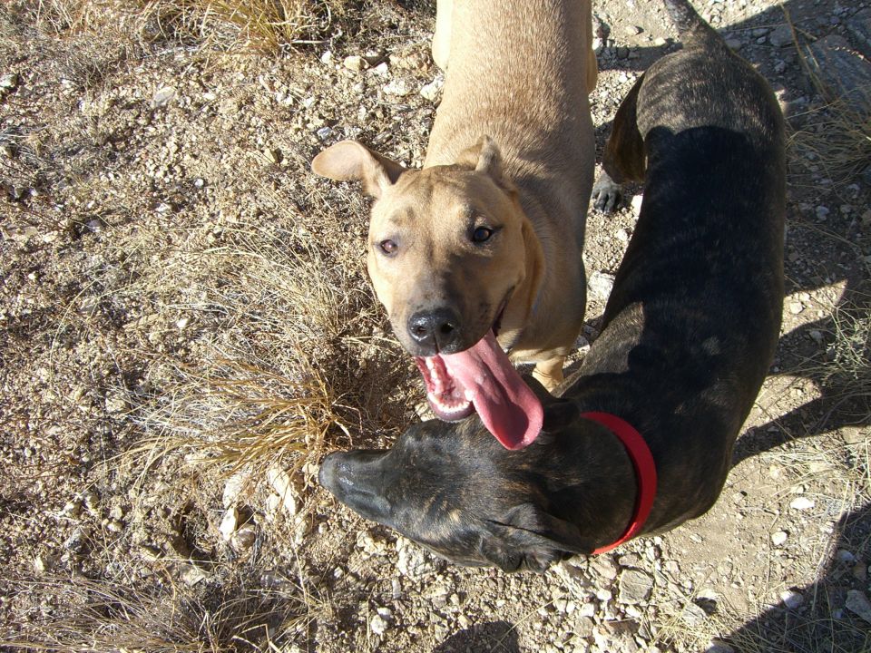 Two dogs, one tan and one brindle, are outside on dry ground. The tan dog has its tongue hanging out