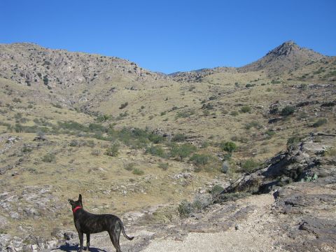 1996 Ford Probe - A dog surveys a vast, arid valley with hills under a bright blue sky.