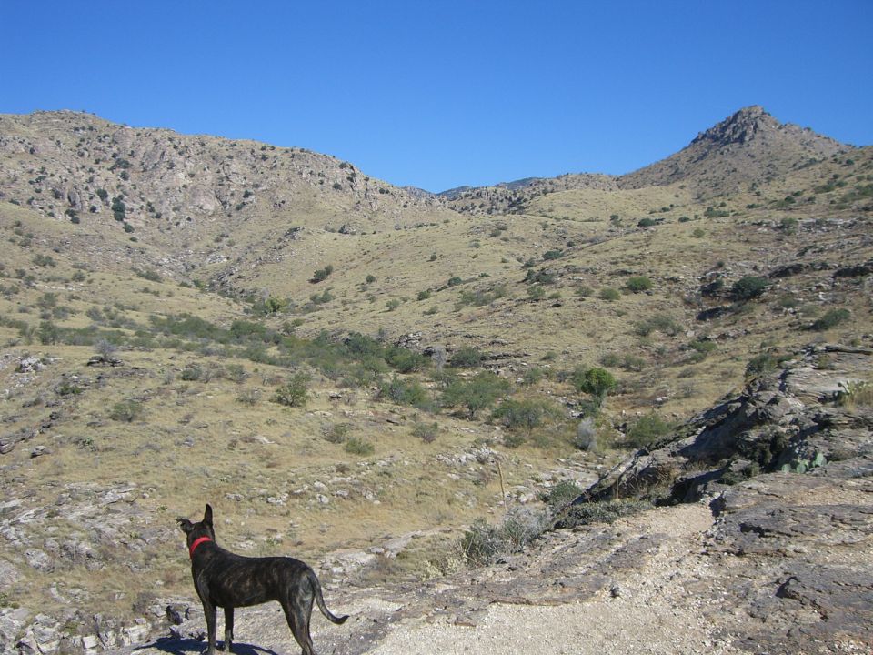 Brindle dog with red collar stands on rocky ground, looking towards a dry, hilly landscape under a clear blue sky