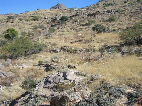 1996 Ford Probe - A wild boar is seen in a natural, arid environment with rocky terrain and dry grass.