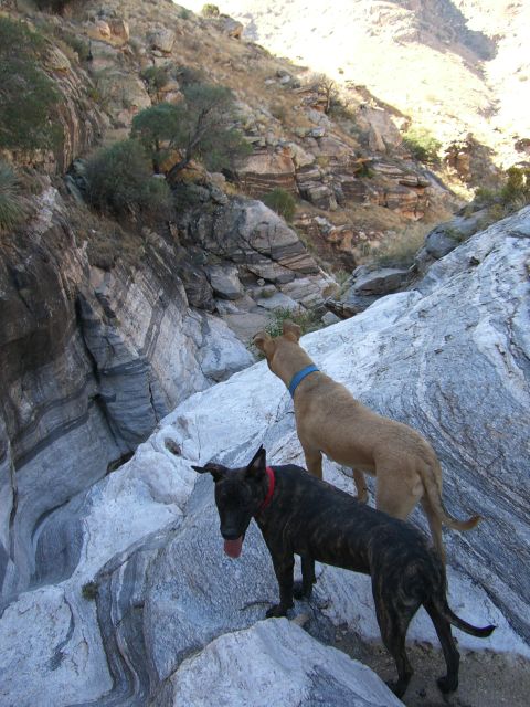 1996 Ford Probe - Two dogs explore a rocky canyon with layered rock formations and sparse vegetation.
