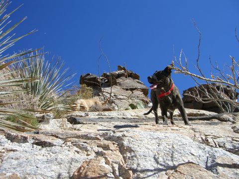 1996 Ford Probe - Two dogs explore a rocky desert terrain under a clear blue sky.