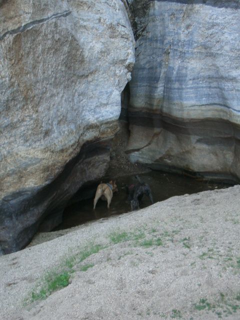 1996 Ford Probe - Dogs explore a rocky stream bed, seeking refreshment.