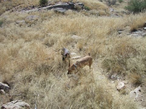 1996 Ford Probe - Two dogs investigate the dry vegetation on a sun-drenched hillside.