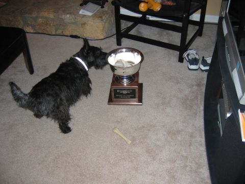 1985 Ford LTD Crown Victoria - A Scottish terrier investigates a trophy, with a dog bone on the carpet.