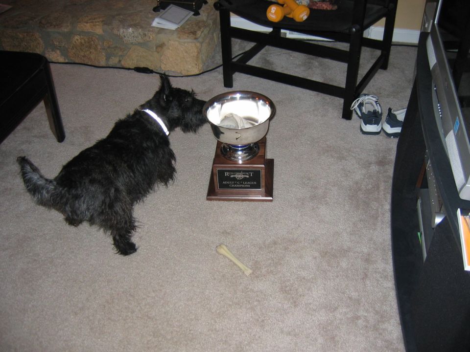 Scottish terrier sniffs a trophy on the floor; dog bone nearby