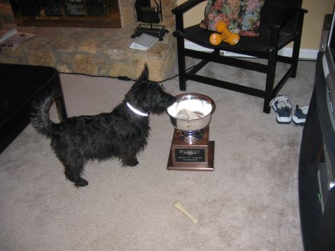 1985 Ford LTD Crown Victoria - A dog investigates a trophy, which appears to be for an adult league championship.