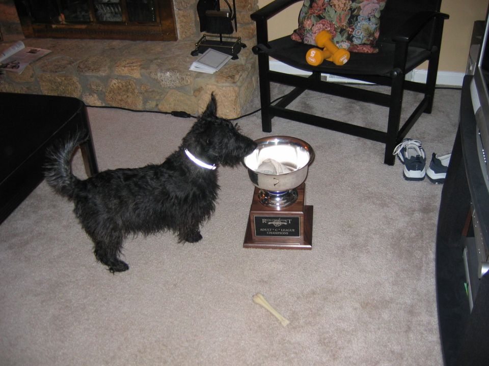 Scottish Terrier sniffing a trophy on the floor, with a chair and dumbbells in the background