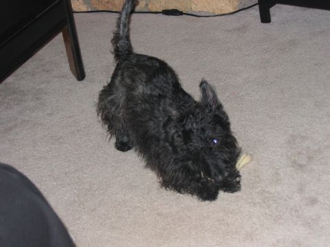 1985 Ford LTD Crown Victoria - A black Scottish Terrier is chewing on a bone while lying on a carpeted floor.
