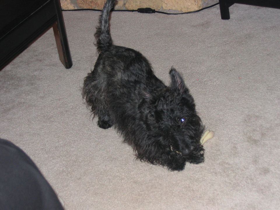 Black Scottish Terrier with a bone on carpet