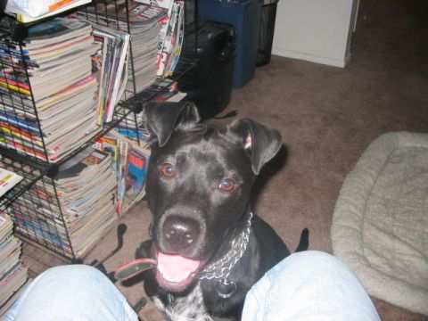 1991 Ford Bronco - A dog looks up expectantly while sitting near a large collection of magazines.