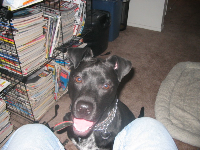 Black dog with a chain collar sits on carpet next to a shelf full of magazines