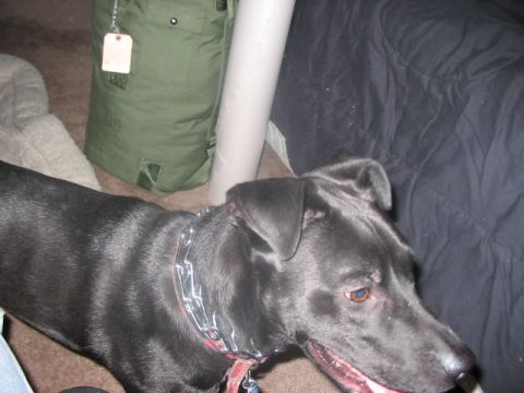1991 Ford Bronco - A black dog with a chain collar is in a room with a green bag and a black blanket.