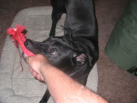 1991 Ford Bronco - Black dog plays tug-of-war with a red toy on its bed.