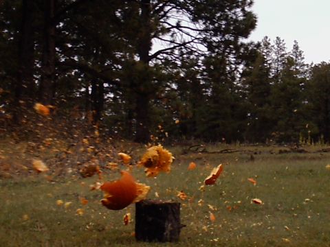 1991 Ford Bronco - Pumpkin + 12 guage shotgun = one hell of a picture.