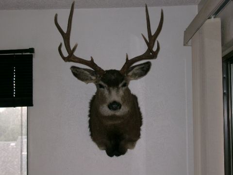 1996 Ford Bronco - Deer mounted.