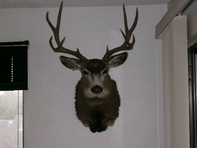 Deer mounted.